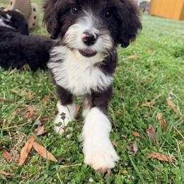Sol - with training - Tri-color male Bernedoodle puppy in Boonville, North Carolina from Doods & Dolls