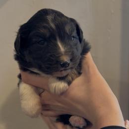 Natty - Black tri female Miniature Australian Shepherd puppy in North Lakeport, California from Wild Rose Ranch