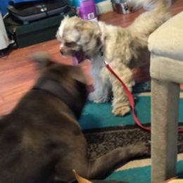 Shih Tzus from Gullah Shih Tzu's