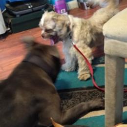 Shih Tzus from Gullah Shih Tzu's