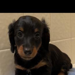 Snickers - Black and tan male Dachshund puppy in Norco, California from Norco dachshunds