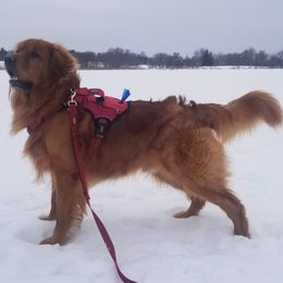 Chewie - Golden Retriever