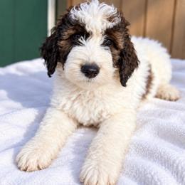 Koala - Parti male Goldendoodle puppy in Pollock Pines, California from Penny Lane’s Doodles