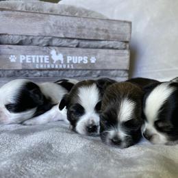 Chihuahua Puppies from Petite Pups