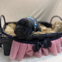 Elvira - Black female Cane Corso puppy in Russellville, Missouri from Soaring Royalty Canines LLC