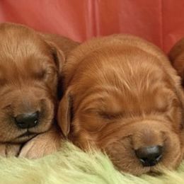 Golden Retrievers from HS Goldens