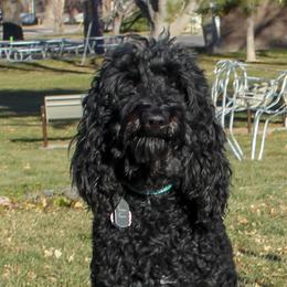 JJ - Poodle