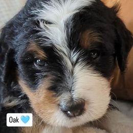 Oak - Tri-color male Bernedoodle puppy in Shiloh, Georgia from Doodle Mountain