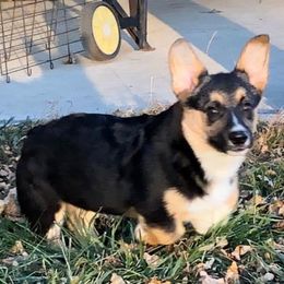 Griz - Pembroke Welsh Corgi