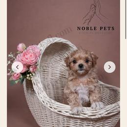 Maltipoo, Poodle, and Yorkshire Terrier Puppies from Noble Pets