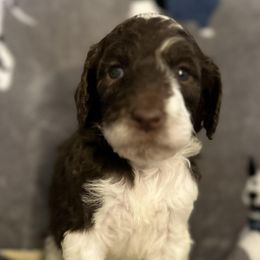 Poodles from Wonderful World of Poodles