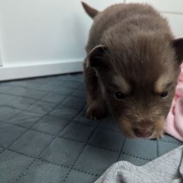 Pomsky Puppies from Tony Hwang