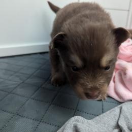 Pomsky Puppies from Tony Hwang