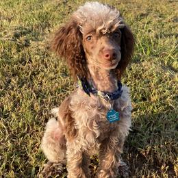 Flint - Poodle
