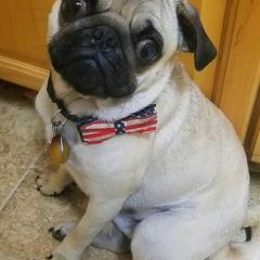 Pugs from Wildwood Farm