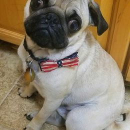 Pugs from Wildwood Farm