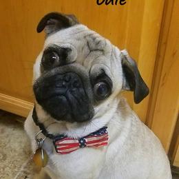 Pugs from Wildwood Farm