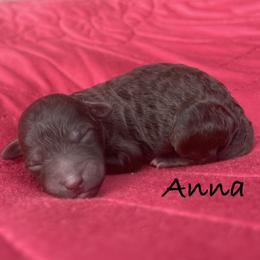 Anna - Chocolate female Labradoodle puppy in Murray, Utah from Swann's Kennels