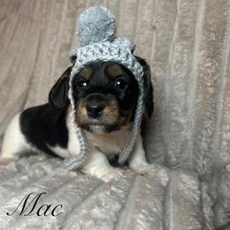 Mac - Piebald male Dachshund puppy in Mt. Sterling, Kentucky from Decadent Doxies of KY