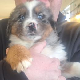 Boy 4 - Blue merle male Australian Shepherd puppy in Bowler, Wisconsin from Stice's Australian Shepherds