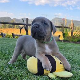 Dark green - Chestnut brindle male Cane Corso puppy in Springfield, Oregon from PNW Cane Corsos