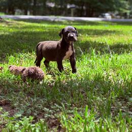 Java - Black and white male Great Dane puppy in Montgomery, Texas from KD Sweet Southern Danes