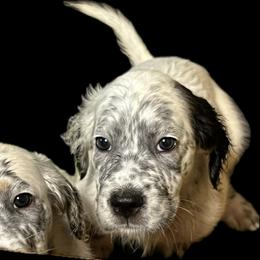 Blaze - Blue belton female English Setter puppy in Windham, Connecticut from McFella’s Gun Dogs