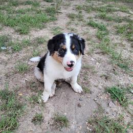 Boy 5 Sky - Blue merle male Border Collie puppy in Morgan, Texas from Shooting Star Ranch
