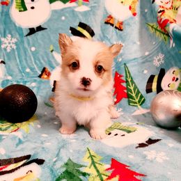 Pembroke Welsh Corgi Puppies from Creme De La Creme Corgis