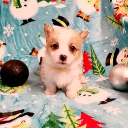 Pembroke Welsh Corgi Puppies from Creme De La Creme Corgis