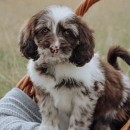 Assorted Doodle Crosses, Aussiedoodles, and Cockapoos from Blue Mountain Aussiedoodles