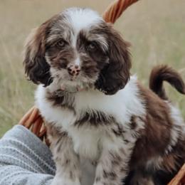 Assorted Doodle Crosses, Aussiedoodles, and Cockapoos from Blue Mountain Aussiedoodles