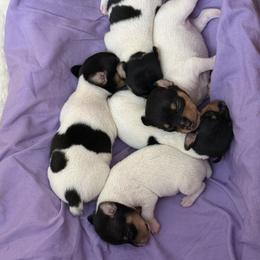 Pup B - White black and tan male Toy Fox Terrier puppy in Clermont, Florida from Debbie Hiles's Toy Fox Terriers