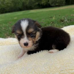 Johnny - Black and tan male Pembroke Welsh Corgi puppy in Stillwater, Oklahoma from Steele Family Farms