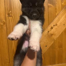Thyme - Black tan and white male Siberian Husky puppy in West Baldwin, Maine from Douglas Mountain Farm and Kennel