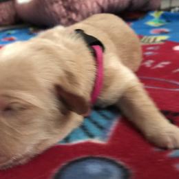 Girl 1 - Golden Retriever puppy in Argyle, Texas from Randalls Golden Retrievers