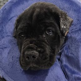 Pinky Pie - Hot Pink - AKC and ICCF Registered - Black brindle female Cane Corso puppy in Gorman, Texas from McOmber Country Kennels