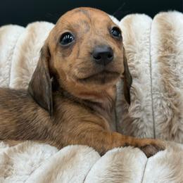 Abby - Brindle female Dachshund puppy in Corona, California from ChezBeale