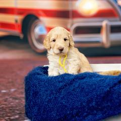 Mitzi - Cream female Australian Cobberdog puppy in Sarasota, Florida from Labe's Australian Cobberdogs