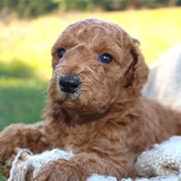 Sally- AKC Female Mini Poodle- Stokesdale, NC - Apricot female Poodle puppy in Stokesdale, North Carolina from His and Hers Poodles and Doodles