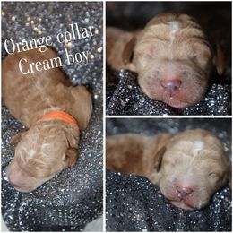 Cream - Cream male Whoodle puppy in Smallett, Missouri from Leshas Whoodles