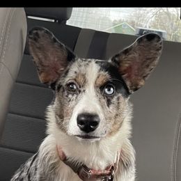 Brimley - Cardigan Welsh Corgi