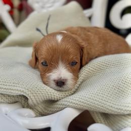 Finn - Apricot male Cavapoo puppy in Arlington, Texas from Van Haselen Poodles and Doodles