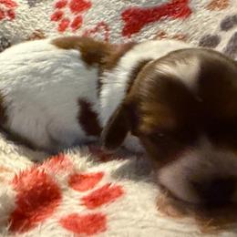 Girl 1 - Piebald female Dachshund puppy in Cherokee, Oklahoma from Special “K” Dachshunds