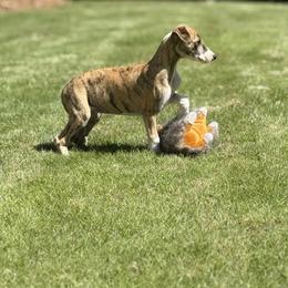 Nora - Red brindle female Whippet puppy in Sugar Valley, Georgia from Pinnacle Farm and Kennel