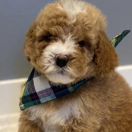 Goldendoodles from Blovedoodles
