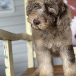 Bernedoodle puppies from Wonderland’s Boujie Kennels