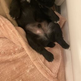 Schnoodle Puppies from Noodle Tings Puppies