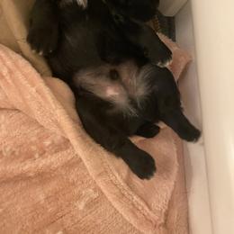 Schnoodle Puppies from Noodle Tings Puppies