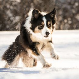 Jewel - Border Collie